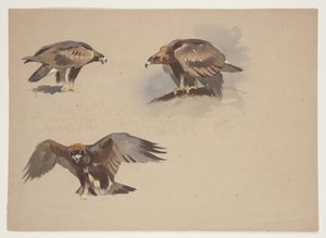 Three small sketches of a golden eagle, c.1915 by Archibald Thorburn