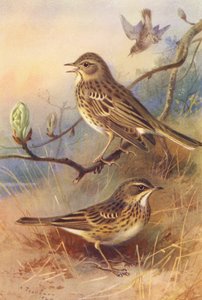 Tree-Pipit, Meadow-Pipit by Archibald Thorburn