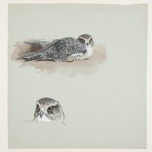 Two colour sketches of merlin, c.1915 by Archibald Thorburn