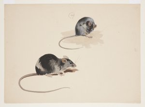 Two studies of black rat, c.1915 by Archibald Thorburn