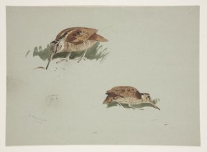 Two vignettes of woodcock, c.1915