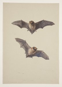 Whiskered bat, c.1915 by Archibald Thorburn