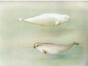 White Whale and Narwhal, from Thorburn