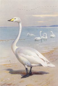 Whooper Swan by Archibald Thorburn