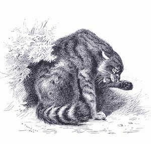Wild Cat, from Thorburn