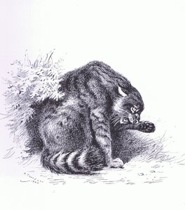 Wildcat, pub. by Book Club Associates by Archibald Thorburn