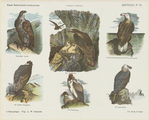 Birds of Prey (title on object) New Dutch Children