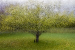 Dreamy Green Tree