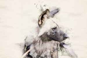 Serene Wild Dog Watercolor by Arno Du Toit