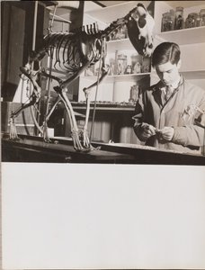 Young Man Stands Next to an Animal Skeleton