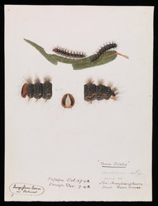Caterpillar, Epicoma contristis, Teara tristis by Arthur Bartholomew