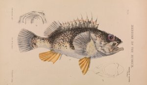 Ocean Perch, Helicolenus percoides