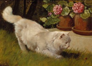A White Persian Cat with a Ladybird