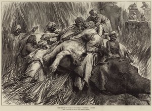 The Prince of Wales in the Terai, Padding a Tiger by Arthur Hopkins