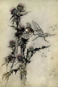 A Midsummer Night