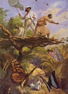 Beautiful Butterflies: Catching Urania Rhipheus in Madagascar by Arthur Twidle