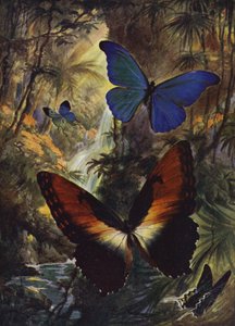 Beautiful Butterflies: The two finest morphos by Arthur Twidle