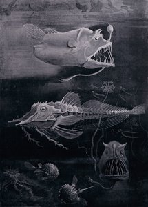 Deep-Sea Fish by Arthur Twidle