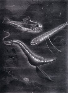 Self-Luminant Fishes by Arthur Twidle