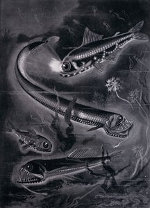 Self-Luminant Fishes by Arthur Twidle