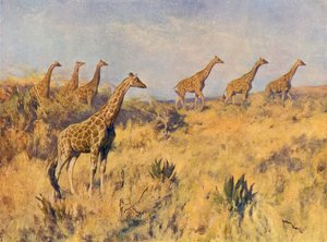 A Troop of Giraffes by Arthur Wardle