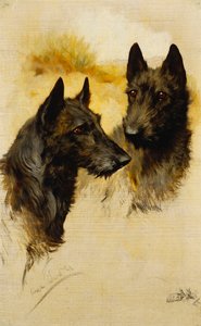 Two Scottish Terriers
