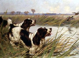 Two Springers Chasing Mallard Ducks by Arthur Wardle