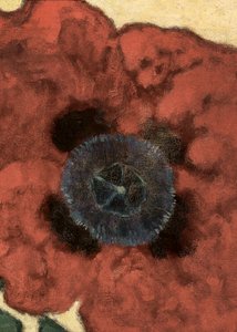Poppy Flower by Artur Nikodem