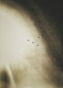 Birds Soaring Sky by Artur Politov