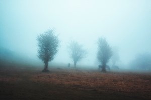 Misty Trees and Horses