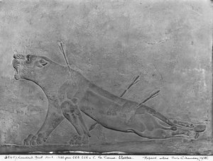 Wounded lioness, detail from a relief panel depicting Ashurbanipal II Killing Lions, from the Palace of Ashurbanipal II, Nimrud, Iraq, Neo-Assyrian, 668-627 BC by Assyrian