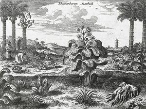 Rhubarb plant, engraving from China monuments by Athanasius Kircher