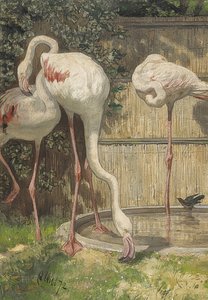 Three Flamingos at a Water Basin