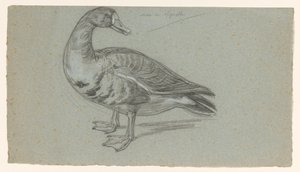 Sketch of a Stuffed Duck
