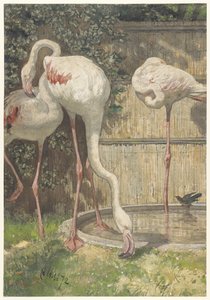 Three Flamingos near a Basin