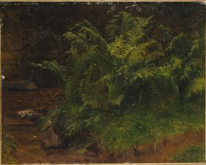 Study of Fern