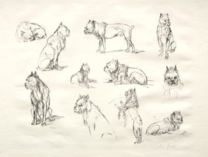 Study of Dogs by August Gaul
