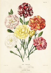 Tree carnation varieties, Dianthus caryophyllus: Ariadne 1, Beauty 2, Garibaldi 3, Perfection 4, Queen of Whites 5, Queen of Yellows 6 by Augusta Innes (after) Withers