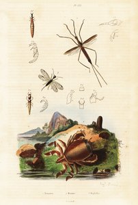 Red frog crab, snakefly and aquatic bug