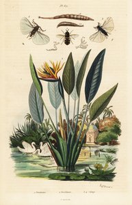 Soldierfly, crane flower and ,1834-1839