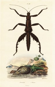 Thorny Devil Walking Stick and Australian Pheasant Shell by Auguste Dumenil
