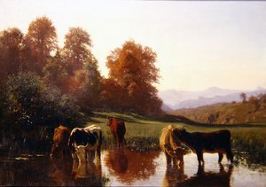 Cattle Watering