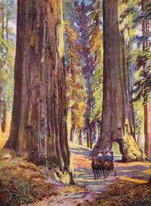Arbres Geants de Californie, Etats-Unis