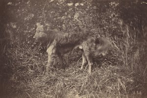 Study of a Dog, late 1870s by Auguste Giraudon