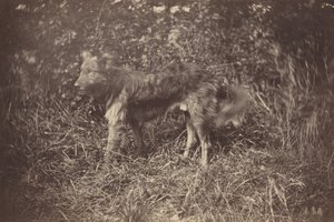 Study of a Dog by Auguste Giraudon