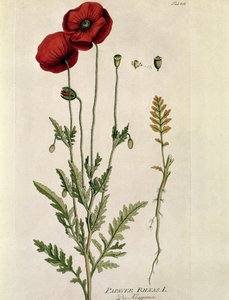 Botanical: 