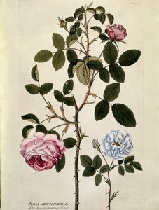 Botanical: Rose with a Hundred Leaves (Rosa centifolia) by Austrian School