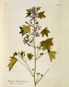Botanical: 