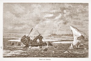 Fight with Walrus, 1876