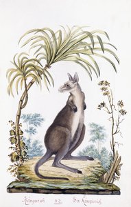 Kangaroo